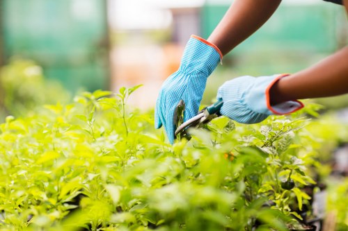 Workers trimming hedges at Abbey Wood under supervision