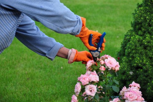 Beautifully trimmed hedges showcasing our expertise